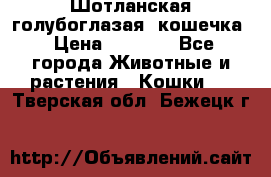 Шотланская голубоглазая  кошечка › Цена ­ 5 000 - Все города Животные и растения » Кошки   . Тверская обл.,Бежецк г.